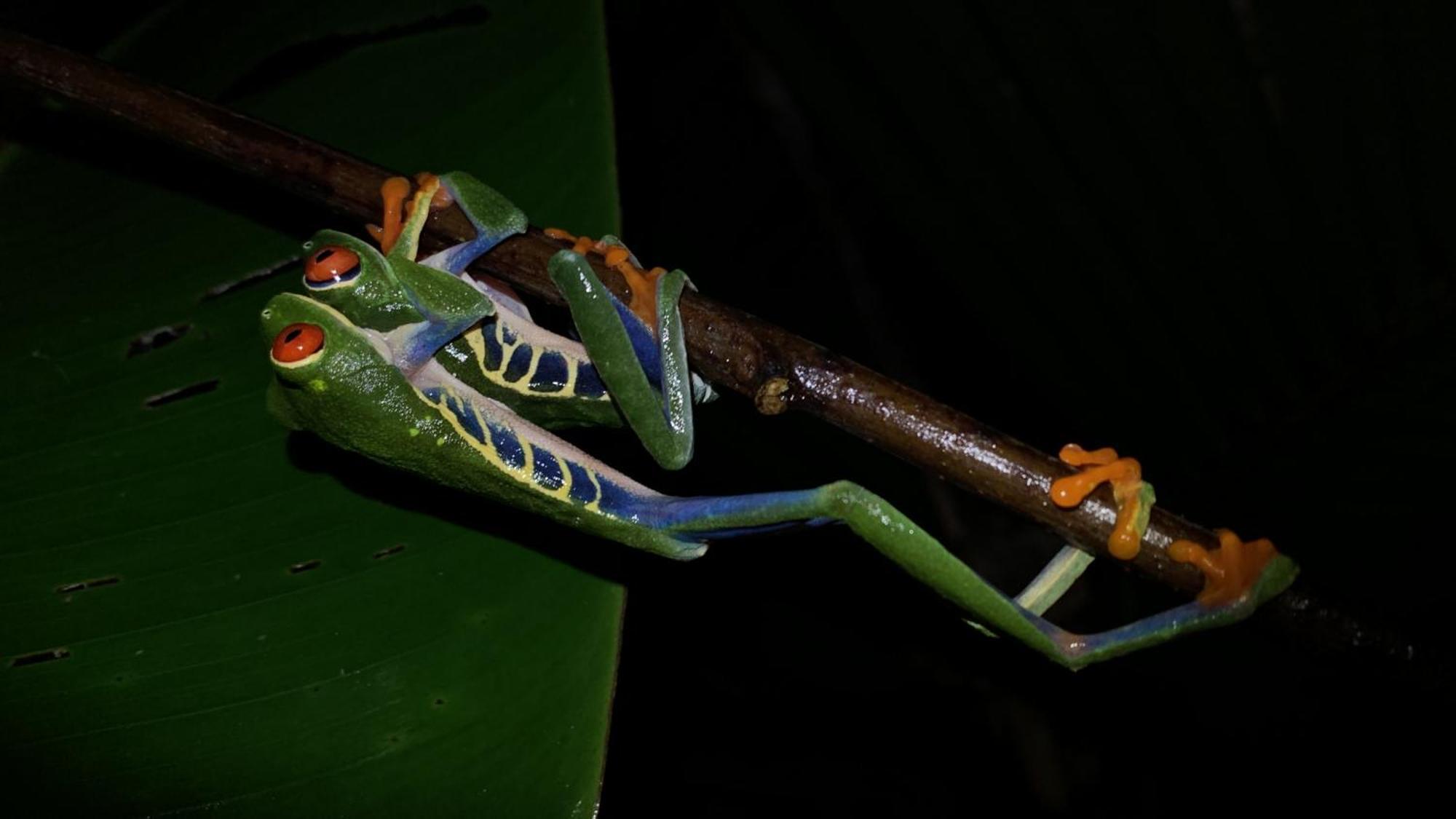 Arenal Monara Hotel La Fortuna Bagian luar foto